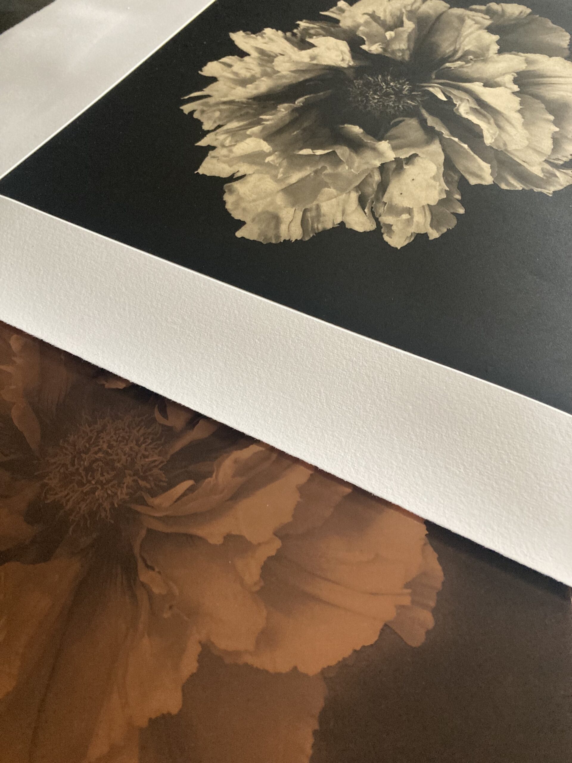 Sophie Levayer Paeonia shin tohen Héliogravure au grain sur Chine collé Koozo Murashi imprimée par Fanny Boucher Atelier Helio'g.