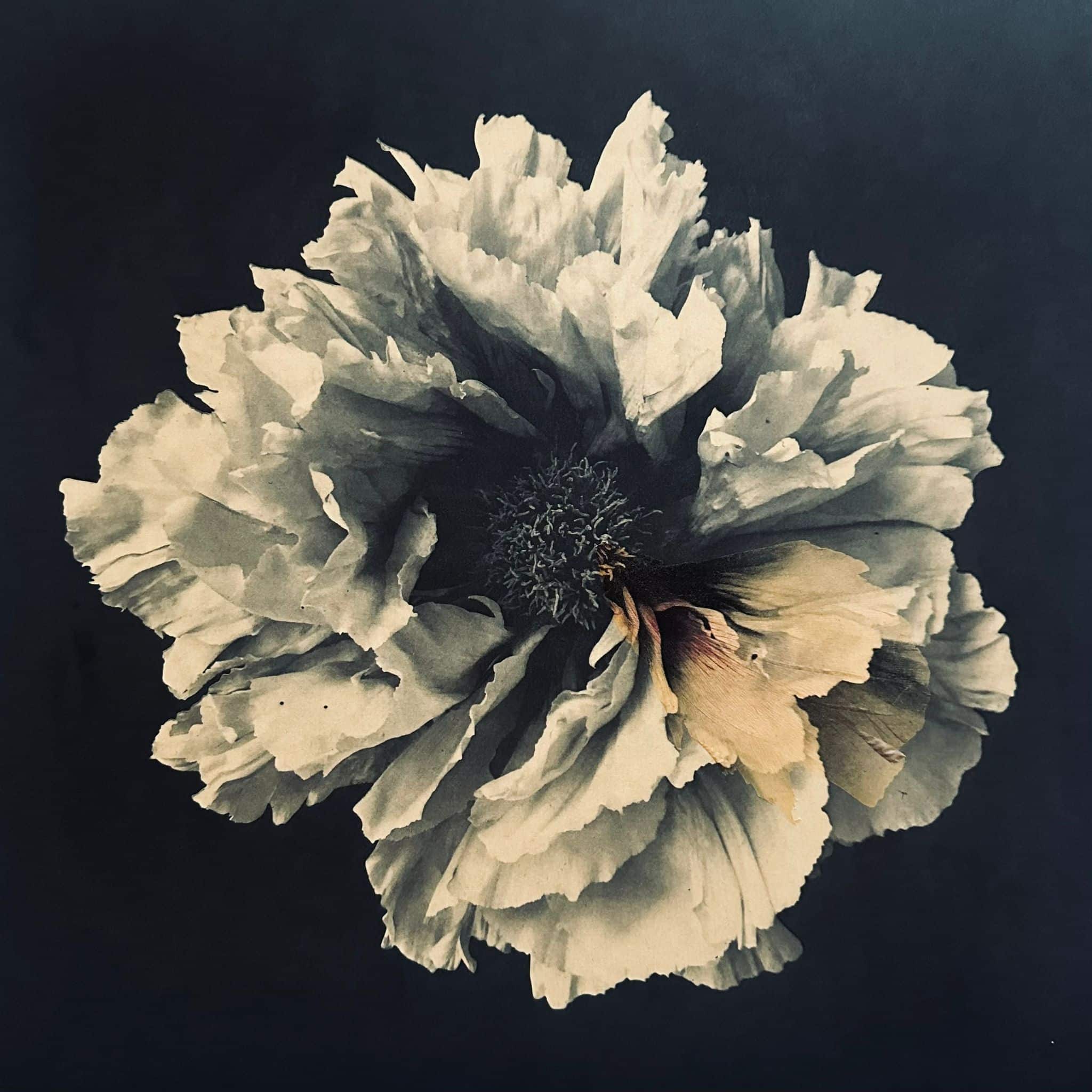 Sophie Levayer Paeonia shin tohen Héliogravure au grain sur Chine collé Koozo Murashi imprimée par Fanny Boucher Atelier Helio'g.